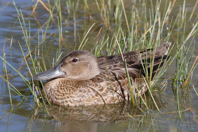 Cinnamon Teal