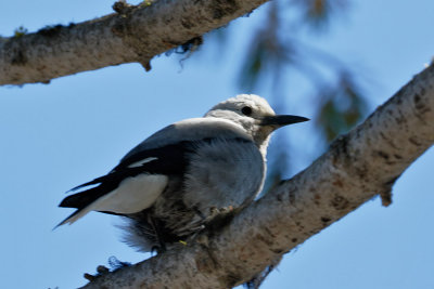 Clark's Nutcracker