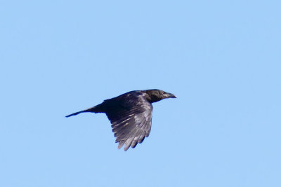 Common Raven