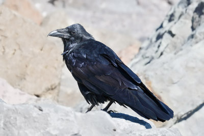 Common Raven