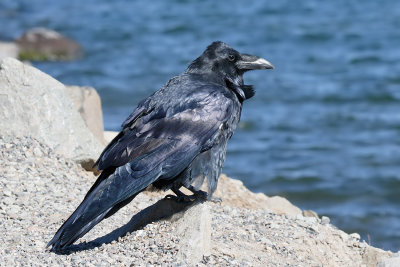 Common Raven