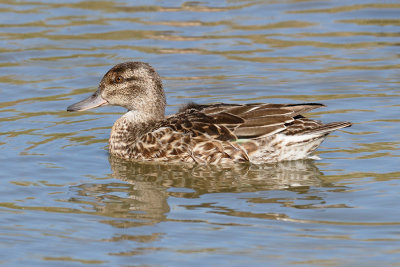 Green-winged  Teal
