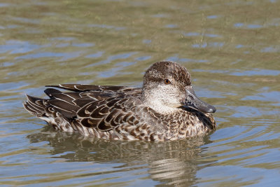 Green-winged  Teal
