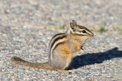 Least Chipmunk