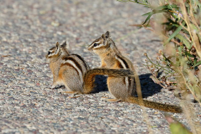 Least Chipmunk