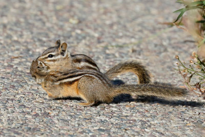 Least Chipmunk