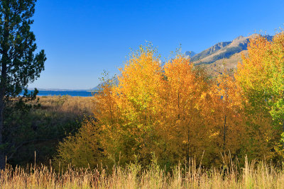 Foliage at Jackson Lake