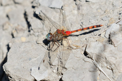 Blue-faced Meadowhawk