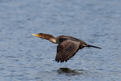 Double-crested Cormorant