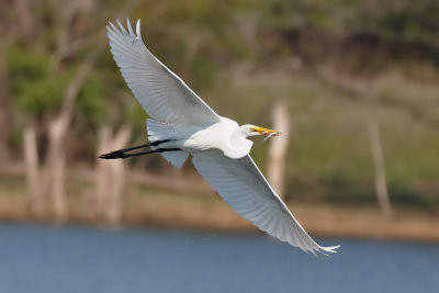Great Egret