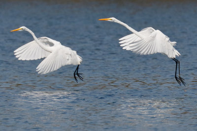 Great Egret
