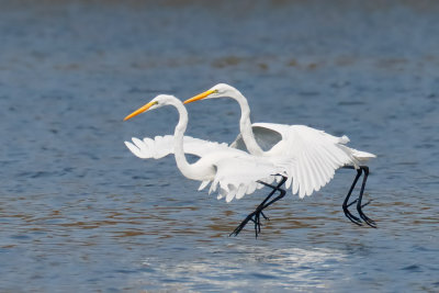 Great Egret
