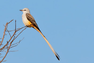 Scissor-tailed Flycatcher