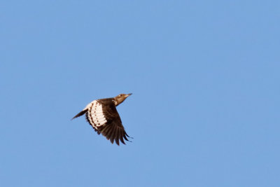 Red-headed Woodpecker