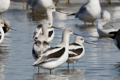 American Avocet