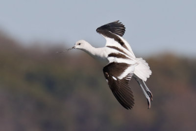 American Avocet