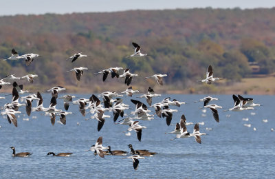 American Avocet