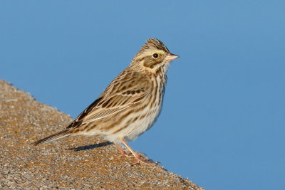 Savannah Sparrow