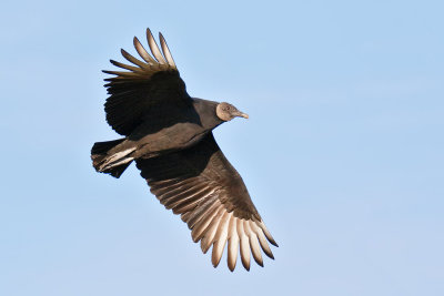 Black Vulture