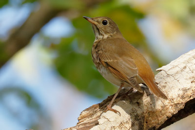 Hermit Thrush
