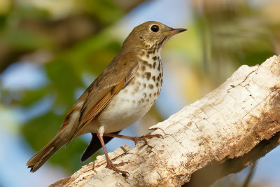 Hermit Thrush