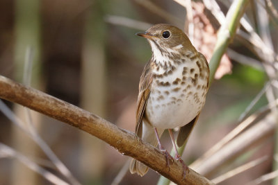 Hermit Thrush