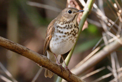 Hermit Thrush