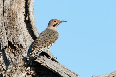 Northern Flicker