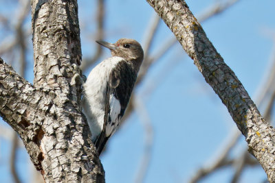 Red-headed Woodpecker