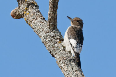 Red-headed Woodpecker