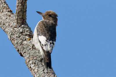 Red-headed Woodpecker