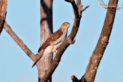 Cooper's Hawk