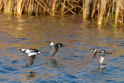 Bufflehead