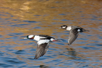 Bufflehead