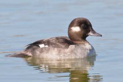 Bufflehead