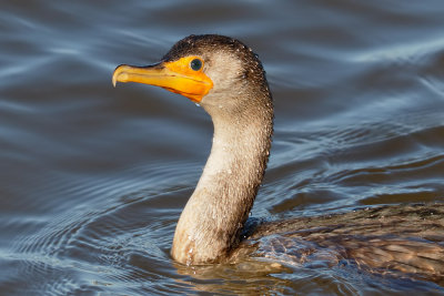 Double-crested Cormorant