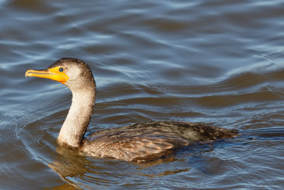 Double-crested Cormorant