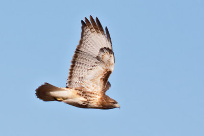 Red-tailed Hawk