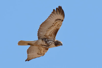 Red-tailed Hawk