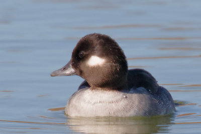 Bufflehead