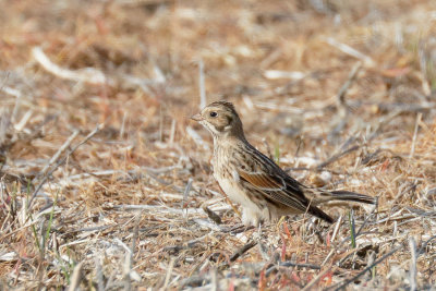 Lapland Longspur