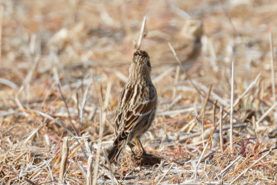 Lapland Longspur