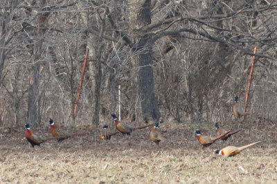 Ring-necked Pheasant