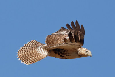 Red-tailed Hawk