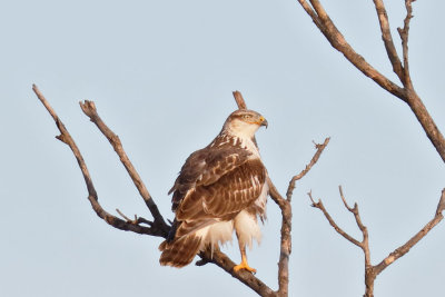 Ferruginous Hawk