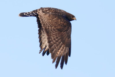 Rough-legged Hawk