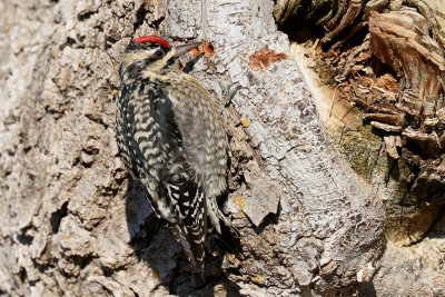 Yellow-bellied Sapsucker