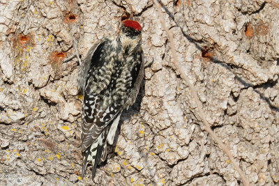 Yellow-bellied Sapsucker