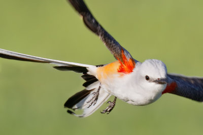 Scissor-tailed Flycatcher