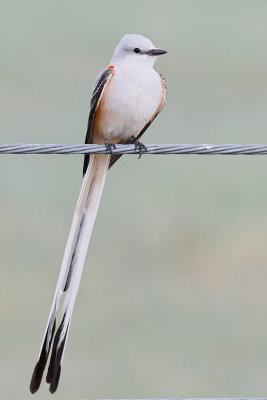 Scissor-tailed Flycatcher